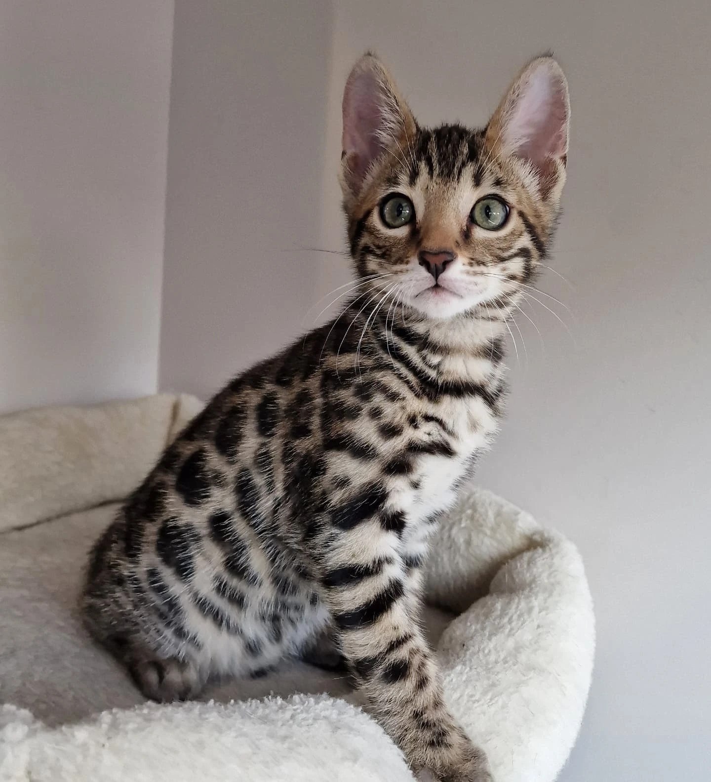 Ciaro the charming kitten available for sale at Purrfect Paws Kittens