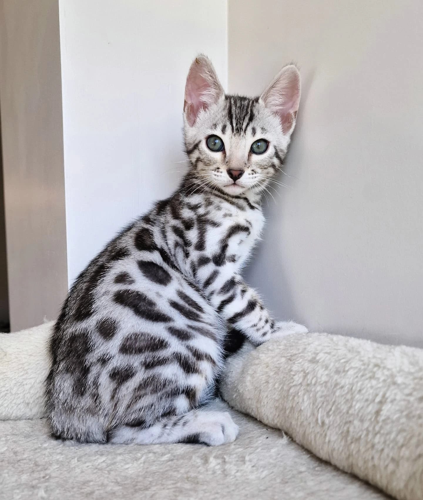 Bali the affectionate kitten ready for a new home at Purrfect Paws Kittens