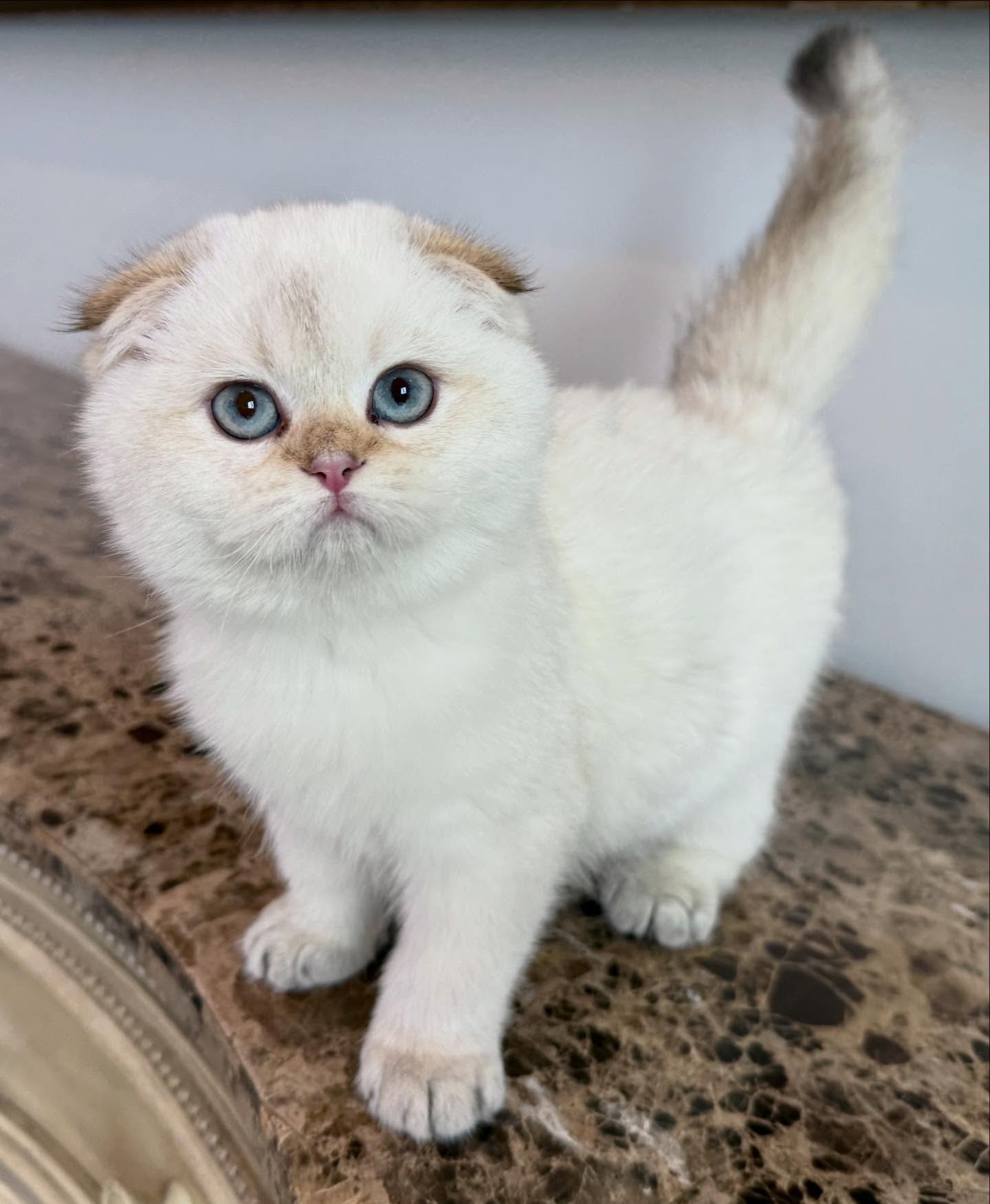 Axel the Scottish Fold kitten available for sale at Purrfect Paws Kittens