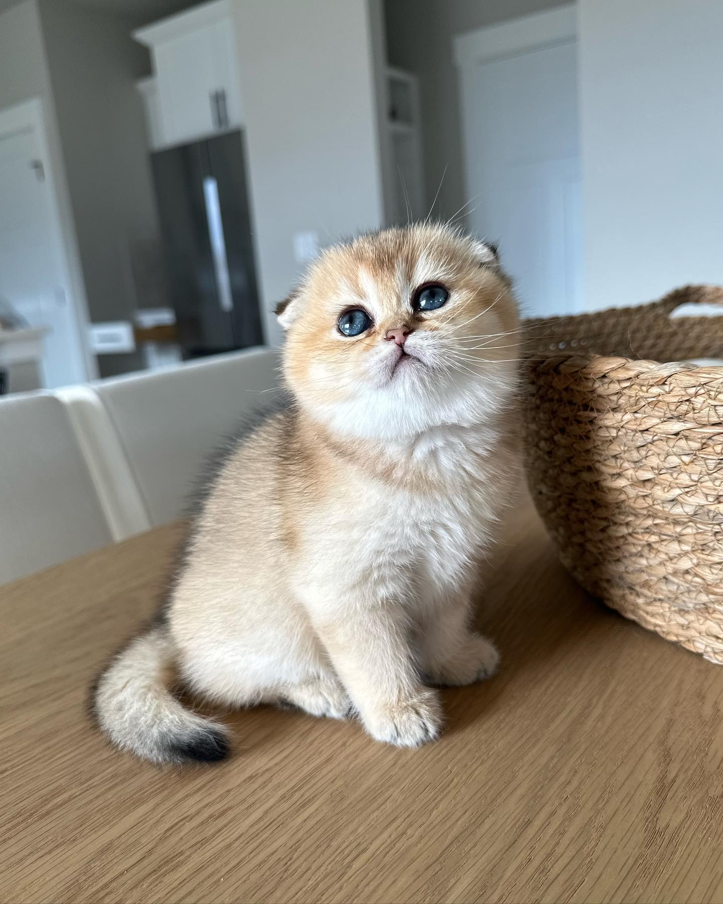 Coco the adorable Scottish Fold kitten available for adoption