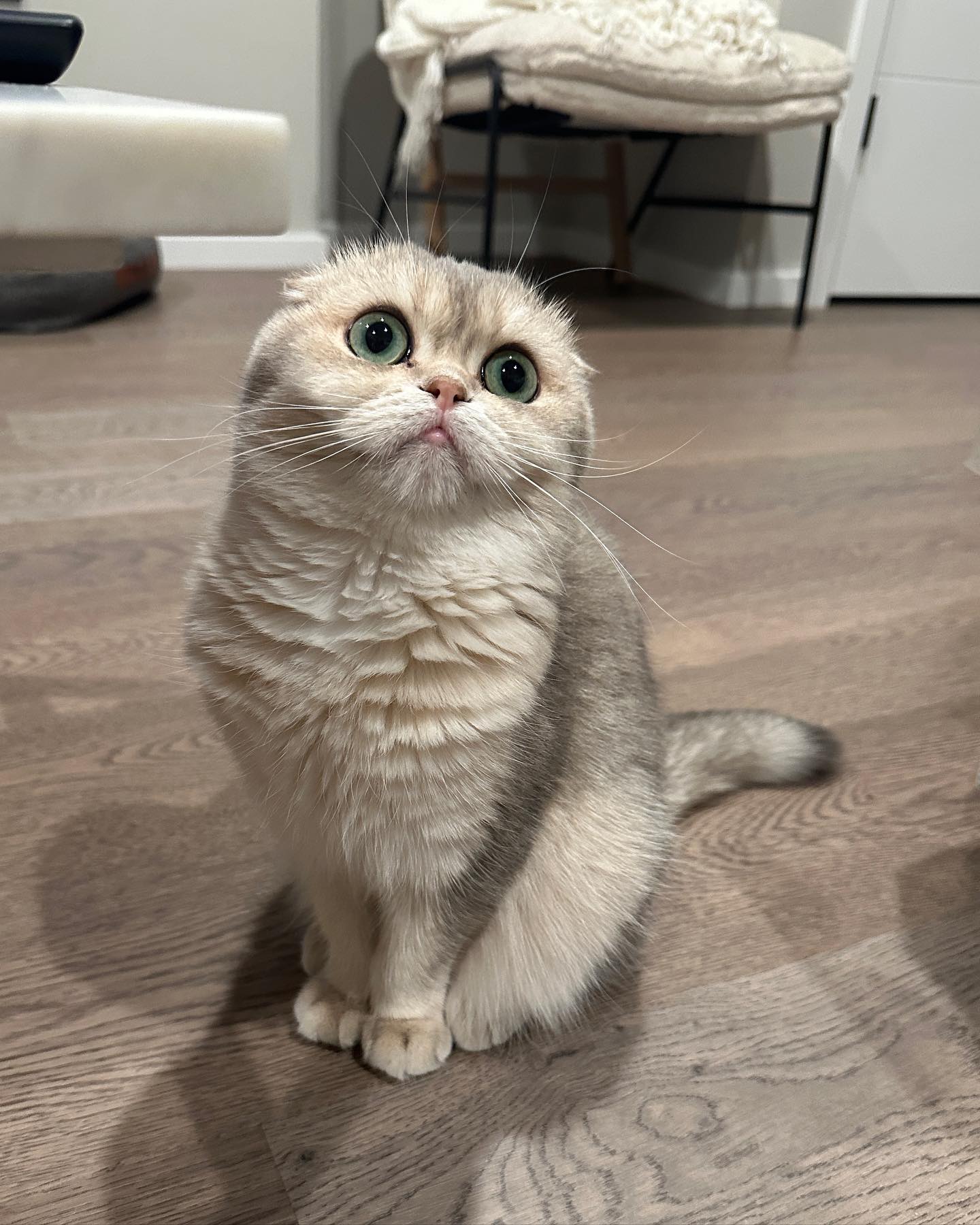 Echo the playful Scottish Fold kitten ready for a loving home