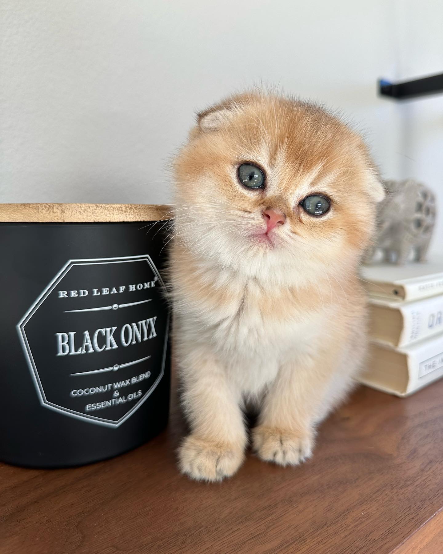 Bruno the healthy Scottish Fold kitten raised at Purrfect Paws Kittens
