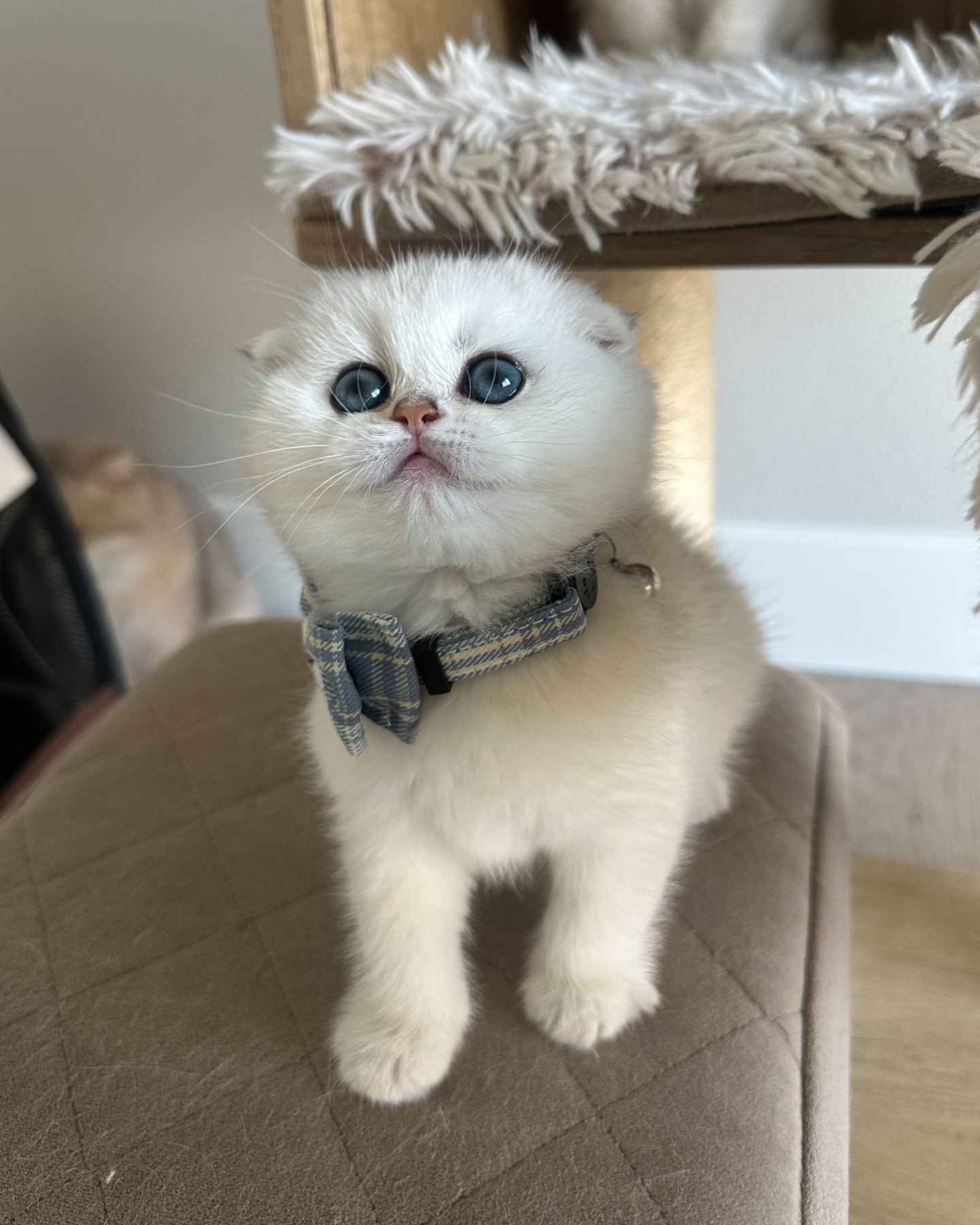 Prince the charming Scottish Fold kitten available for sale