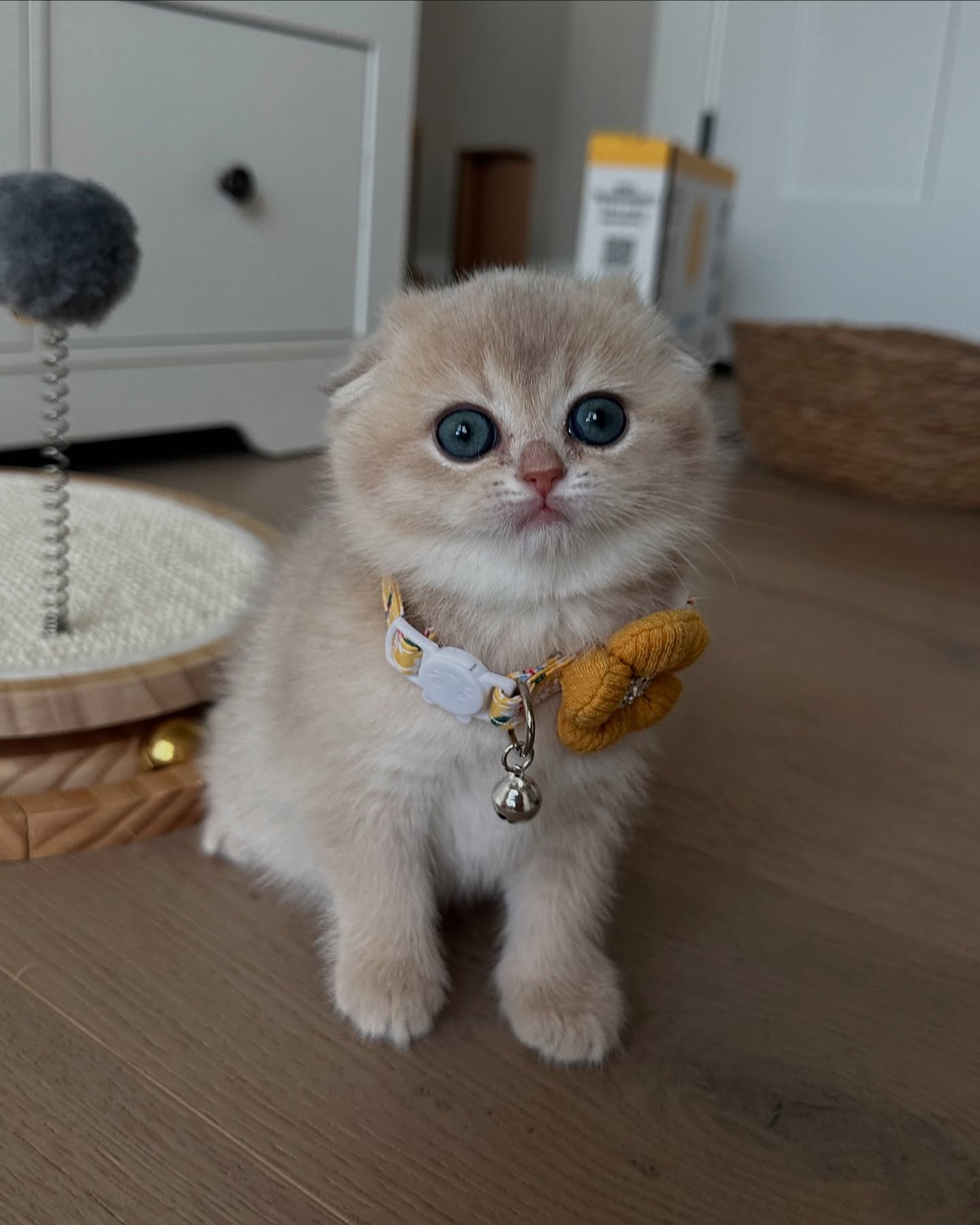 Gemma the beautiful Scottish Fold kitten available now