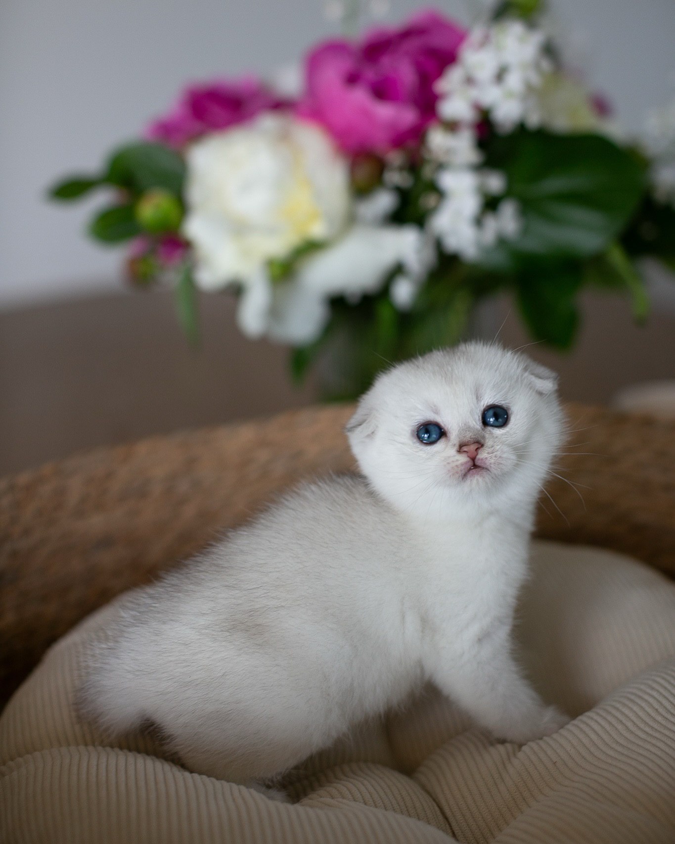 Iggy the curious Scottish Fold kitten ready for a new home