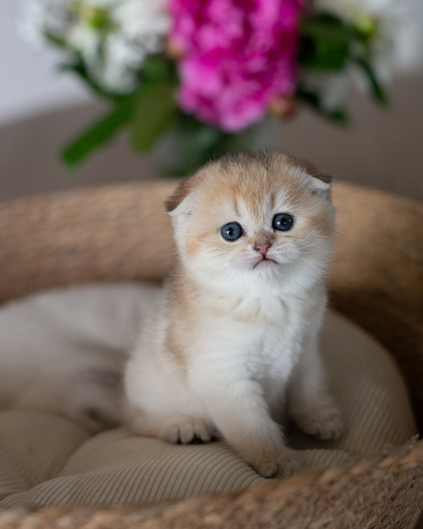 Indie the sweet Scottish Fold kitten looking for a new family