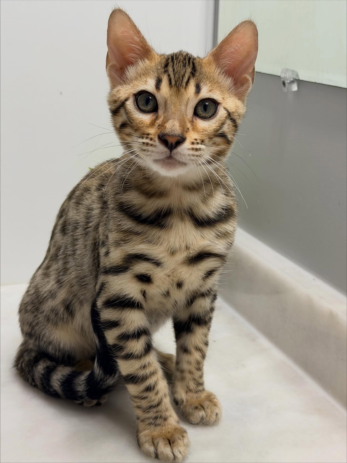 Leo the Bengal kitten with a spotted coat available for sale at Purrfect Paws Kittens