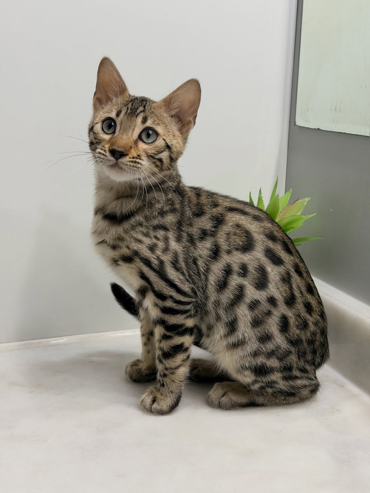 Frankie the adorable kitten ready for a loving home at Purrfect Paws Kittens