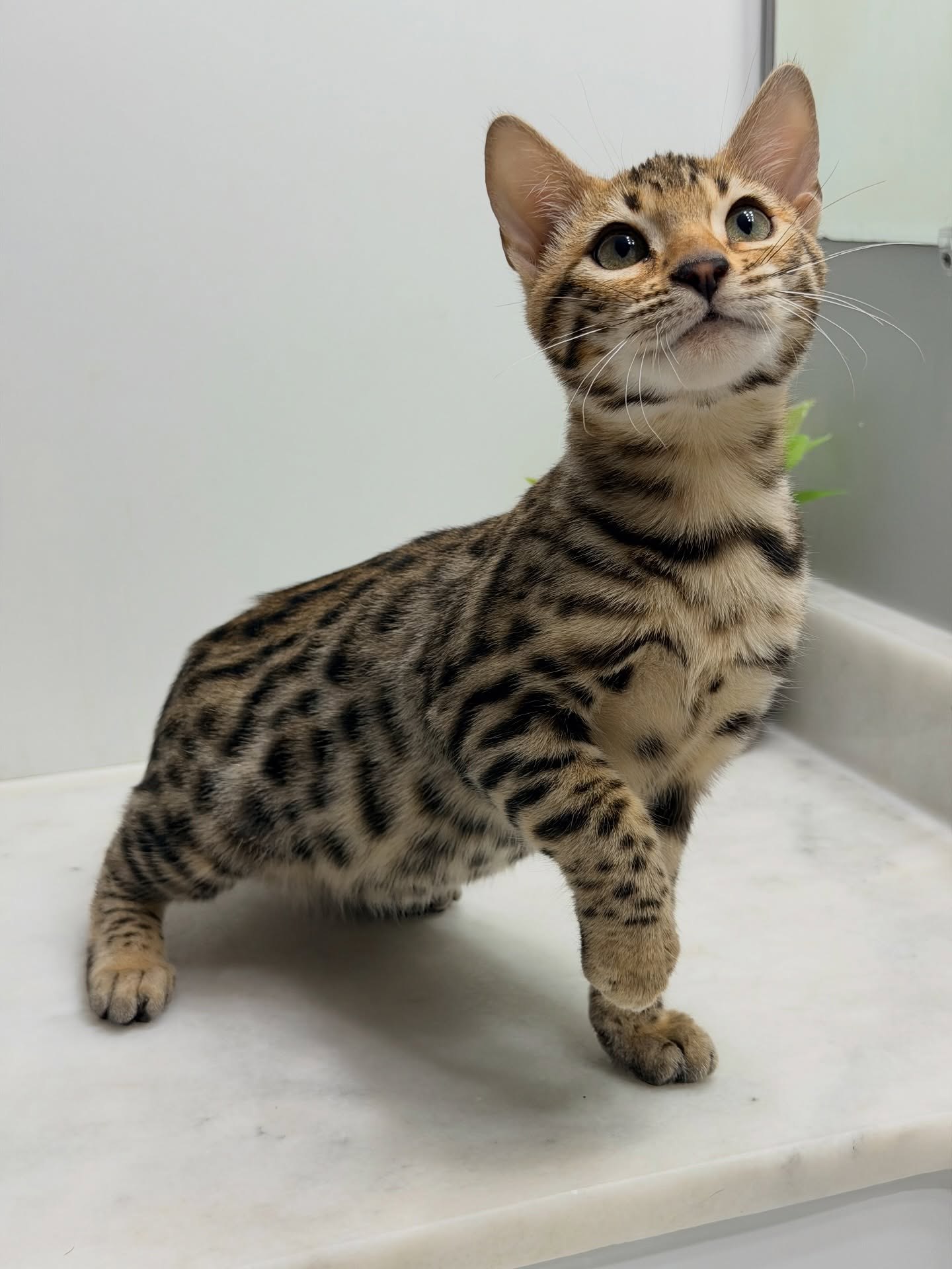 Ruby the playful kitten available for adoption at Purrfect Paws Kittens