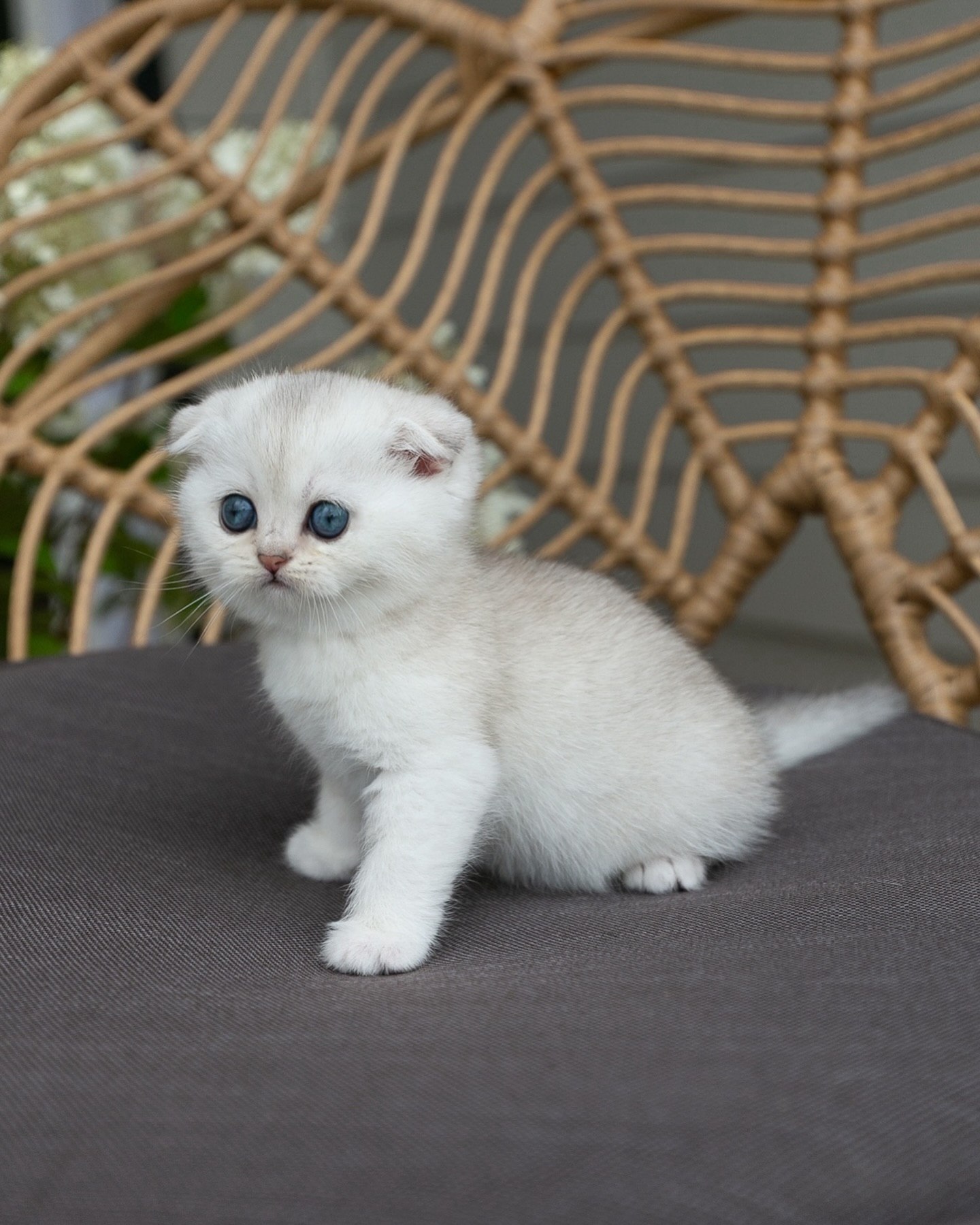 Scottish Fold kittens for sale at Purrfect Paws Kittens
