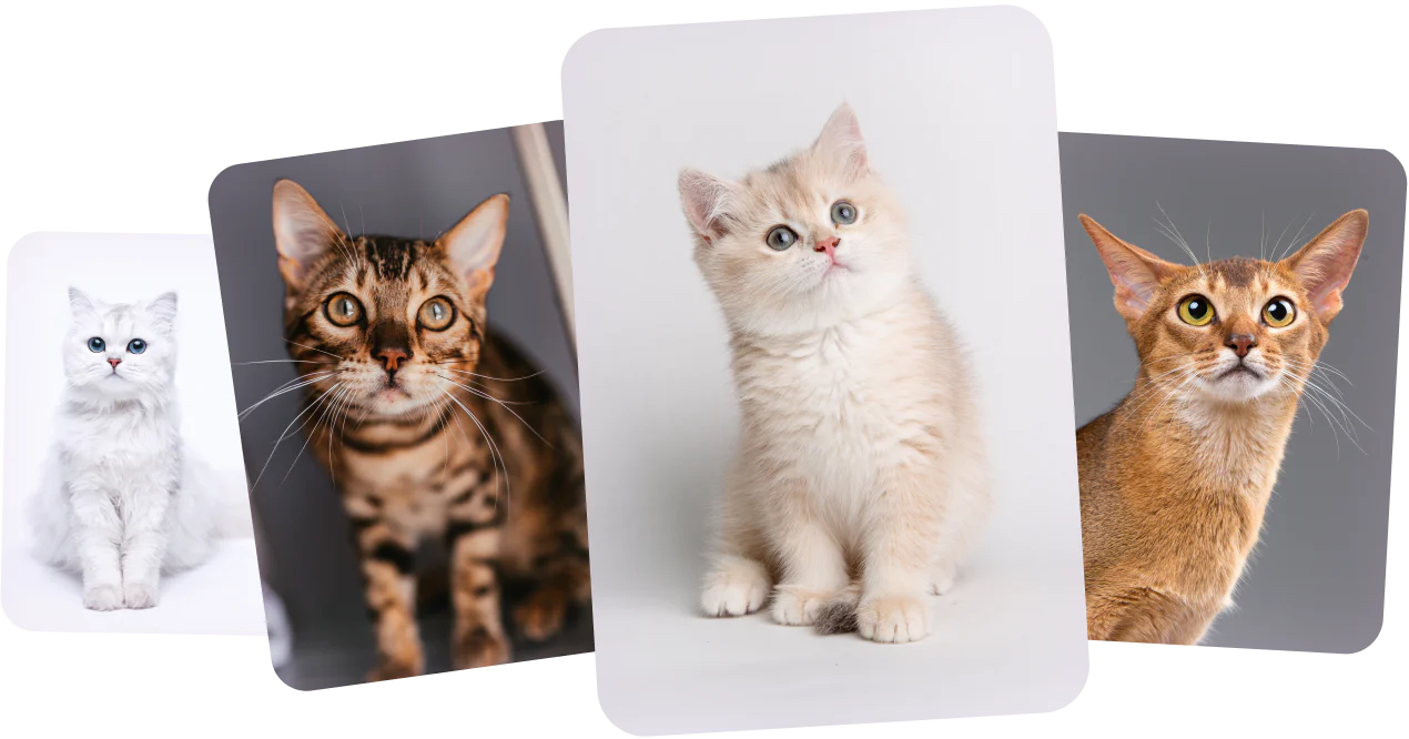 Available kittens at Purrfect Paws Kittens ready for loving homes