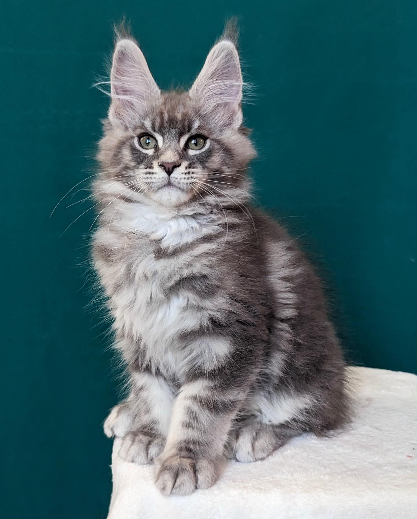 Male Maine Coon kitten available now